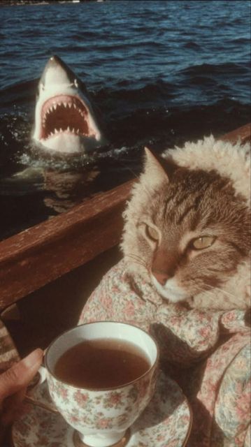 Gato tomando chá em um barco enquanto um tubarão aparece atrás