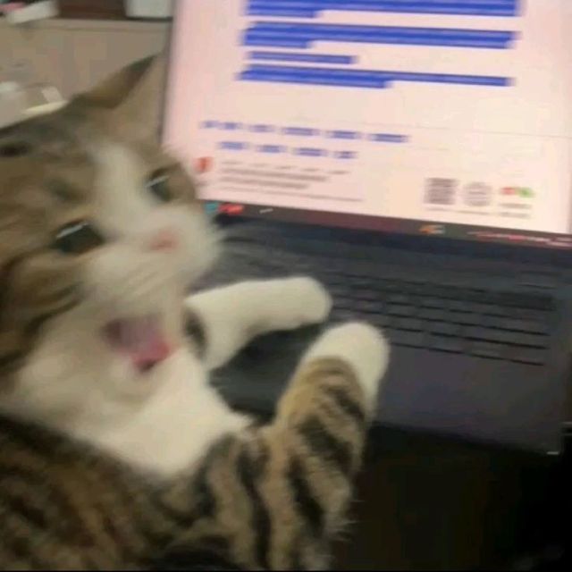Gato desesperado com a pata no teclado do notebook